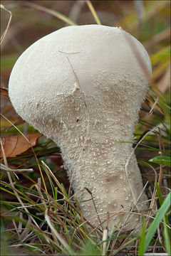 Imagem de Lycoperdon excipuliforme (Scop.) Pers. 1801