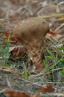 Imagem de Lycoperdon excipuliforme (Scop.) Pers. 1801