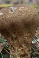 Imagem de Lycoperdon excipuliforme (Scop.) Pers. 1801