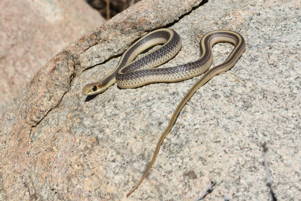 Image of Salvadora hexalepis virgultea Bogert 1936