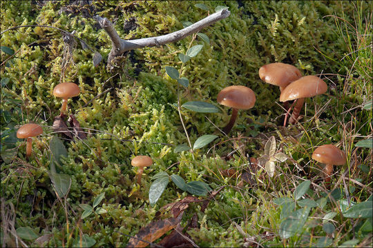 Imagem de Galerina marginata (Batsch) Kühner 1935