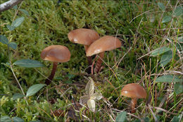 Image of Galerina marginata (Batsch) Kühner 1935