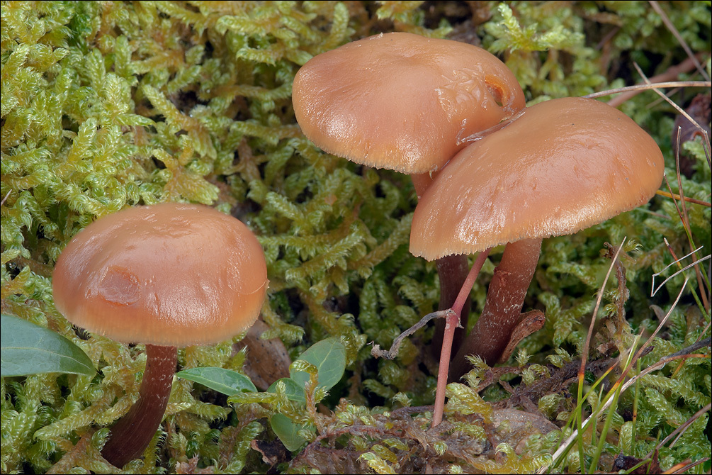 Image of Galerina marginata (Batsch) Kühner 1935