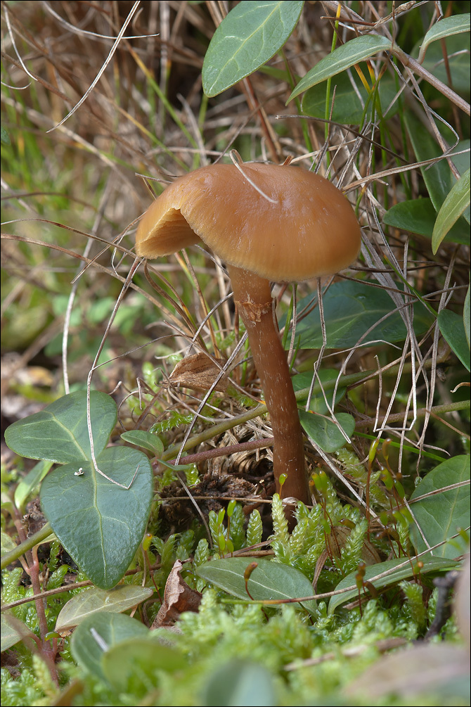 Image of Galerina marginata (Batsch) Kühner 1935