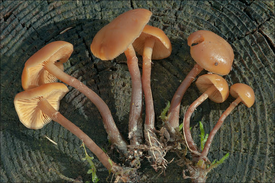 Image of Galerina marginata (Batsch) Kühner 1935