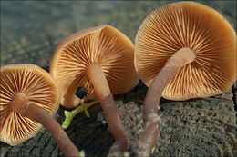 Image of Galerina marginata (Batsch) Kühner 1935