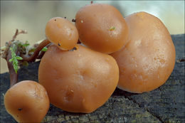 Image of Galerina marginata (Batsch) Kühner 1935