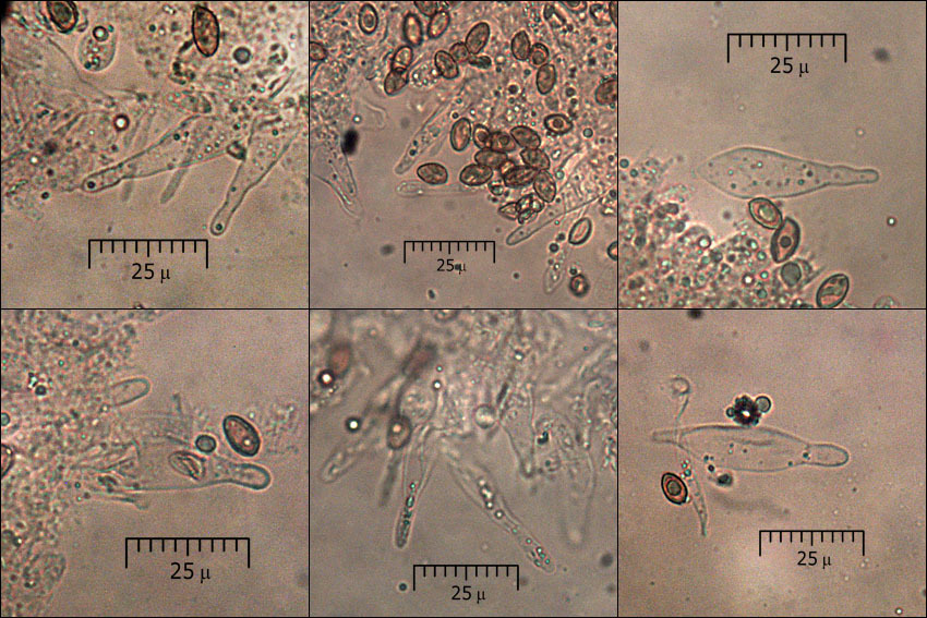 Image of Galerina marginata (Batsch) Kühner 1935