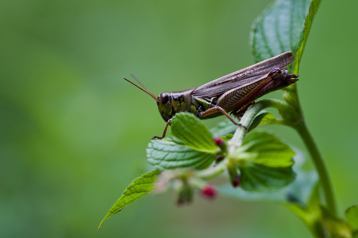 Image of Red-legged Grasshopper