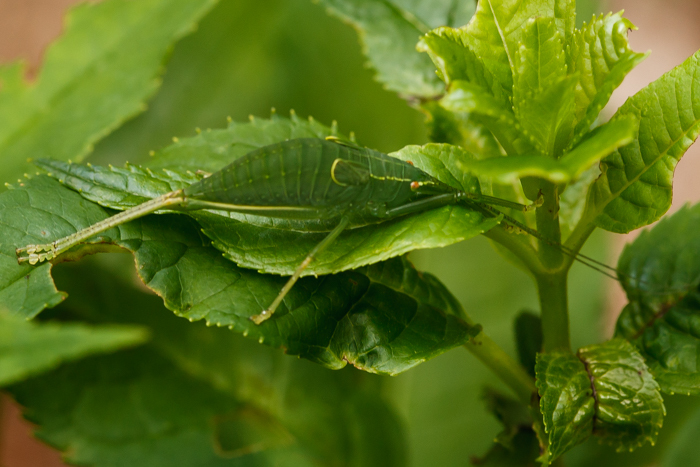 Image de Neoconocephalus