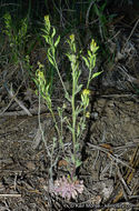 Imagem de Draba corrugata S. Watson