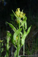 Imagem de Draba corrugata S. Watson