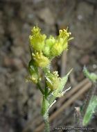 Imagem de Draba corrugata S. Watson