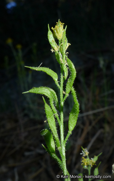 Imagem de Draba corrugata S. Watson