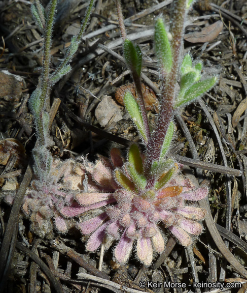 Imagem de Draba corrugata S. Watson