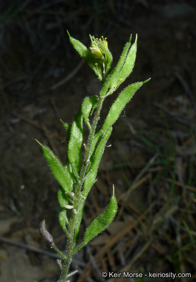 Imagem de Draba corrugata S. Watson