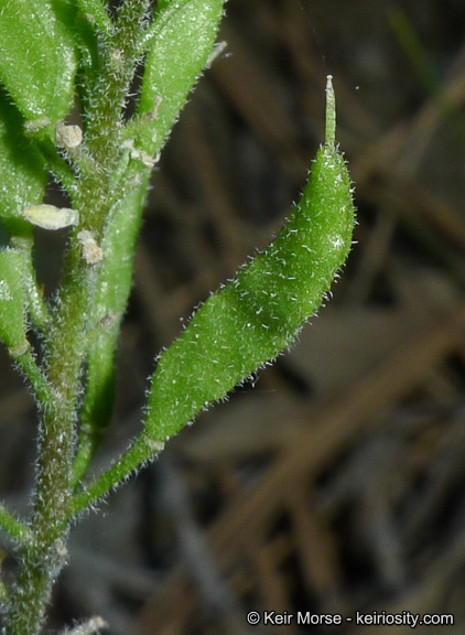 Imagem de Draba corrugata S. Watson