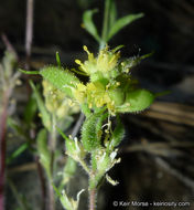 Imagem de Draba corrugata S. Watson