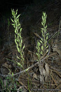 Imagem de Draba corrugata S. Watson