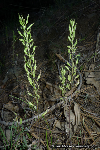 Imagem de Draba corrugata S. Watson