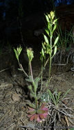 Imagem de Draba corrugata S. Watson