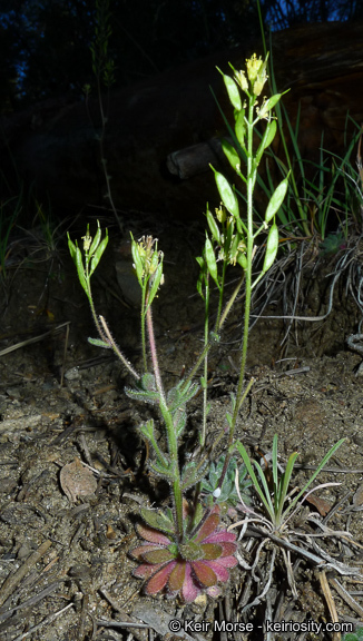 Imagem de Draba corrugata S. Watson