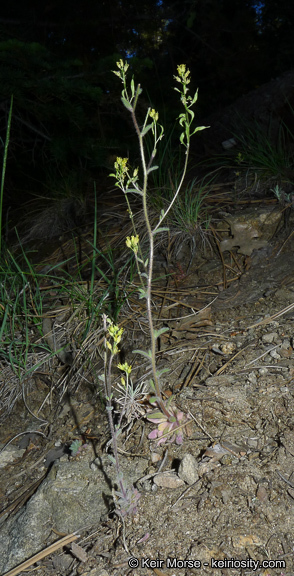 Imagem de Draba corrugata S. Watson