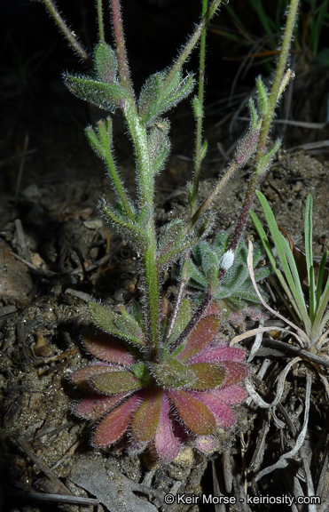 Imagem de Draba corrugata S. Watson