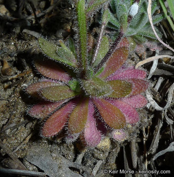 Image of Southern California draba