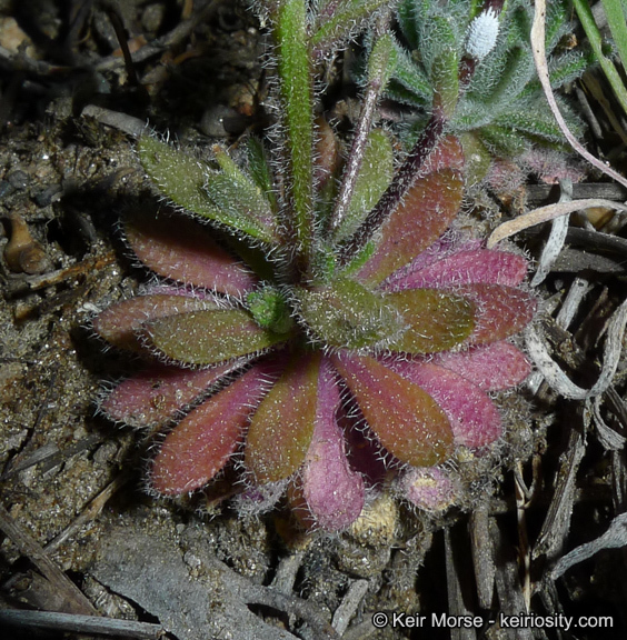 Imagem de Draba corrugata S. Watson