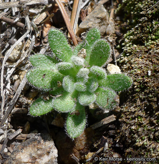 Imagem de Draba corrugata S. Watson