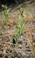 Imagem de Draba corrugata S. Watson