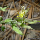 Sivun Draba corrugata S. Watson kuva