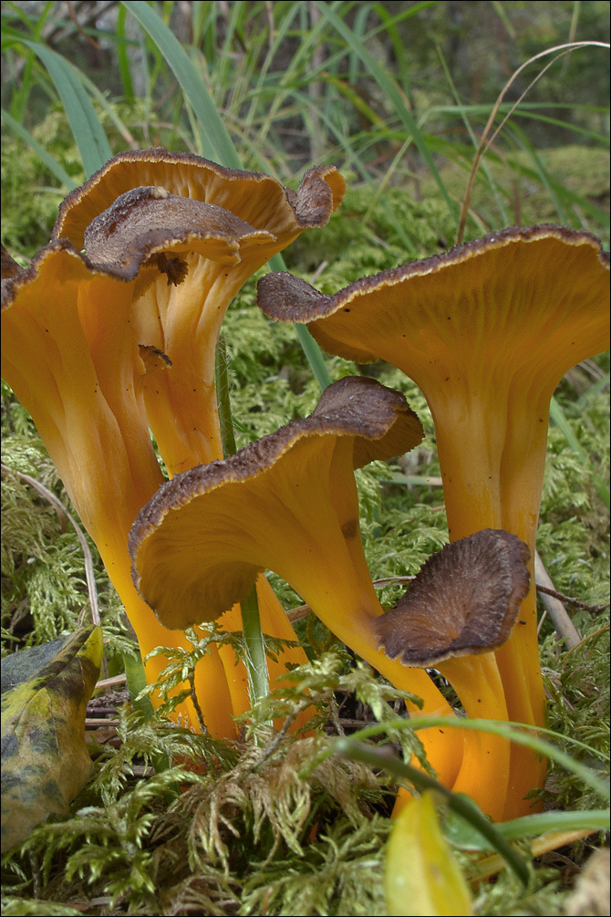 Image of Craterellus lutescens (Fr.) Fr. 1838