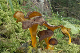 Image of Craterellus lutescens (Fr.) Fr. 1838