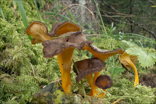 Слика од Craterellus lutescens (Fr.) Fr. 1838