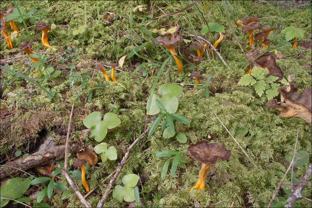 Image of Craterellus lutescens (Fr.) Fr. 1838