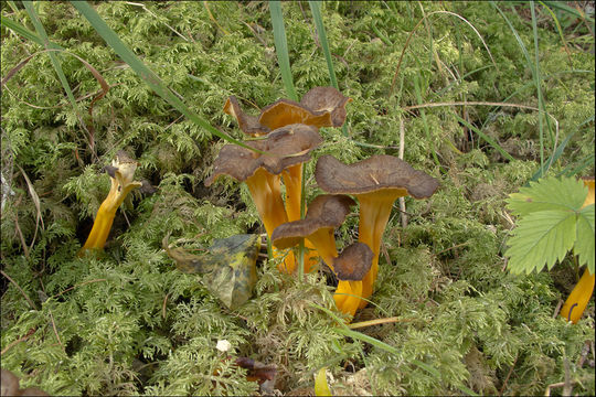 Слика од Craterellus lutescens (Fr.) Fr. 1838