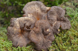 Слика од Craterellus lutescens (Fr.) Fr. 1838