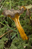 Слика од Craterellus lutescens (Fr.) Fr. 1838