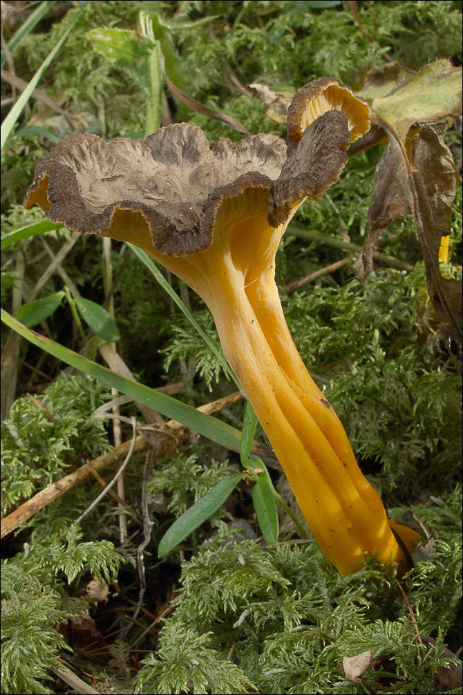 Слика од Craterellus lutescens (Fr.) Fr. 1838