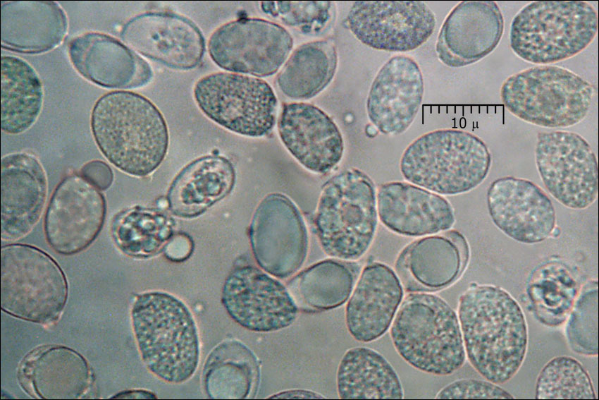 Слика од Craterellus lutescens (Fr.) Fr. 1838