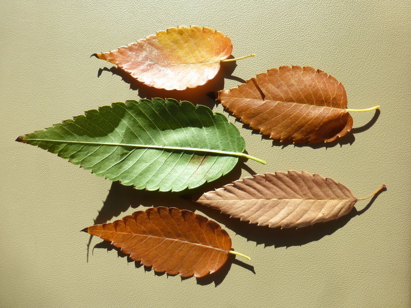 Imagem de Zelkova serrata (Thunb.) Makino