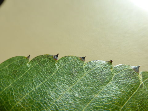 Imagem de Zelkova serrata (Thunb.) Makino