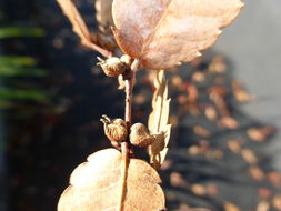 Image of Japanese Zelkova