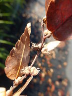 Imagem de Zelkova serrata (Thunb.) Makino