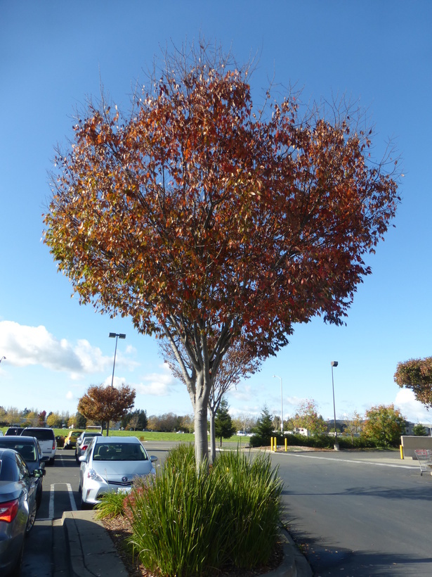 Image de Zelkova serrata (Thunb.) Makino