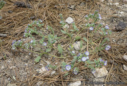 Image de Phacelia davidsonii A. Gray