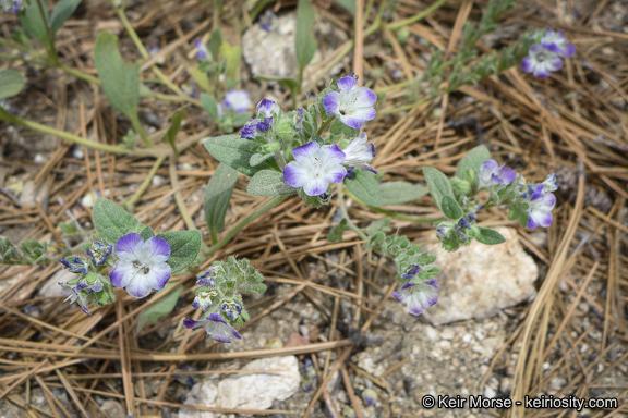 Image de Phacelia davidsonii A. Gray