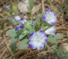 Image de Phacelia davidsonii A. Gray